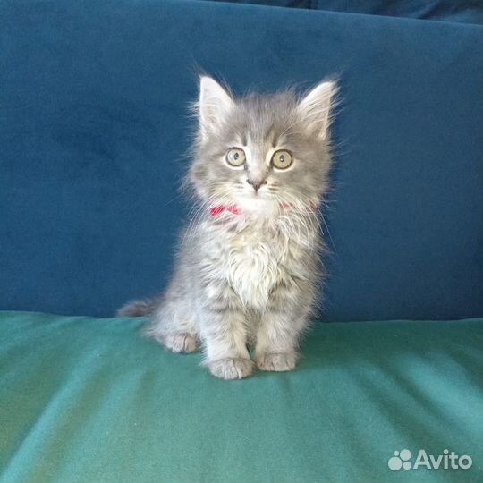Котёнок