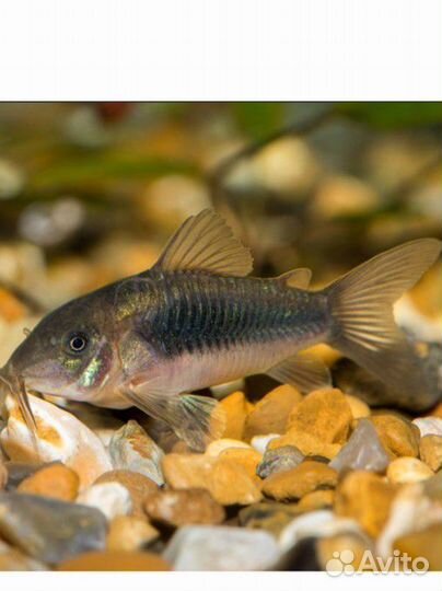 Аквариумные рыбки сомики