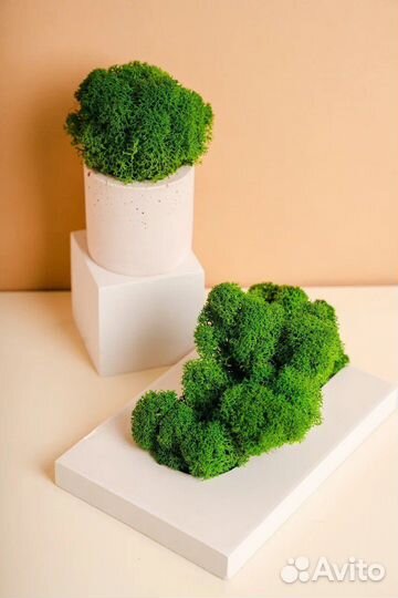 Стабилизированный мох ягель премиум