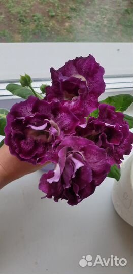 Фикусы, пеларгонии, герань, цветы