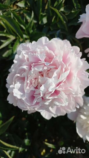 Деленки пионов