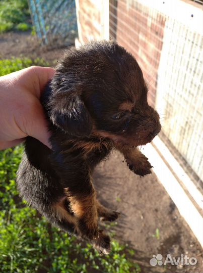 Щенки таксы