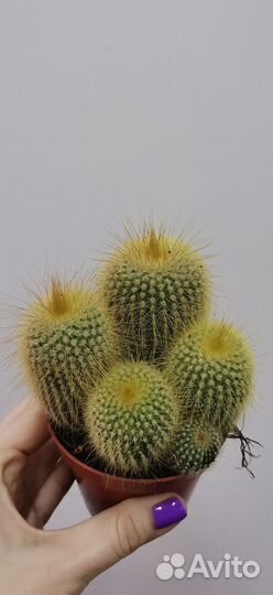 Кактусы и суккуленты