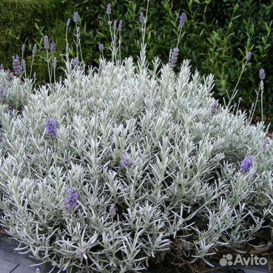 Лаванда 2х летка окс