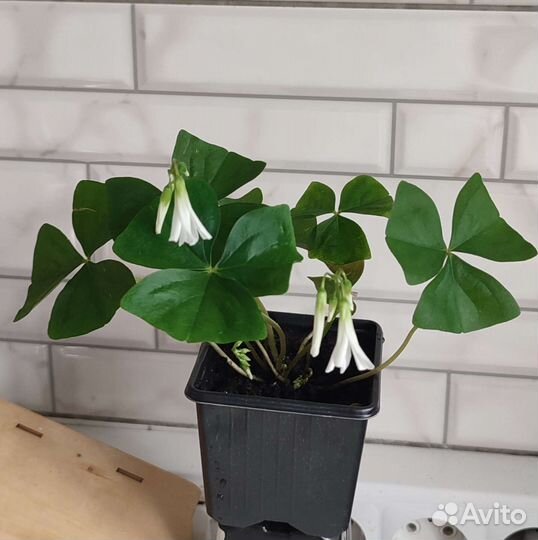 Комнатные растения цветы