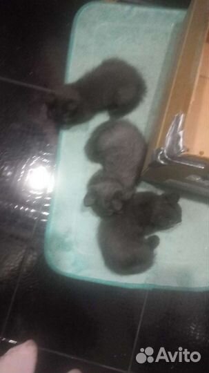 Котята в добрые руки 2 споловиной месяца