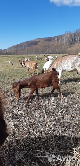 Козочки и козлик нубо-камори