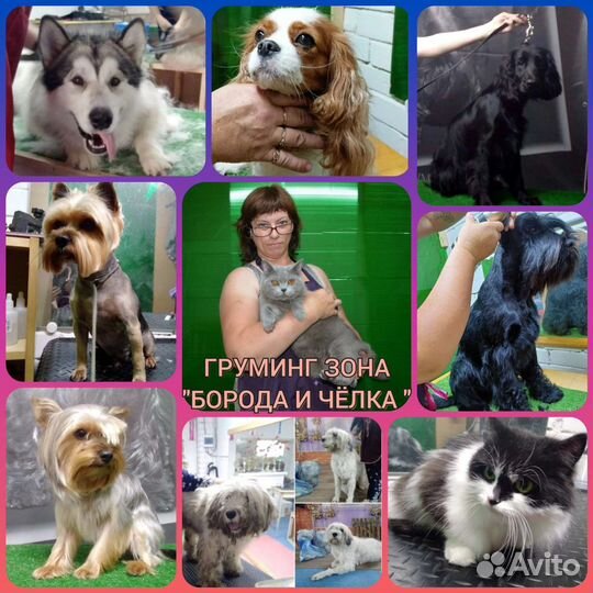 Профессиональный Груминг собак и кошки