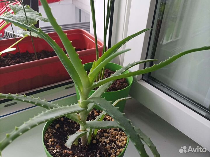 Алоэ лечебный