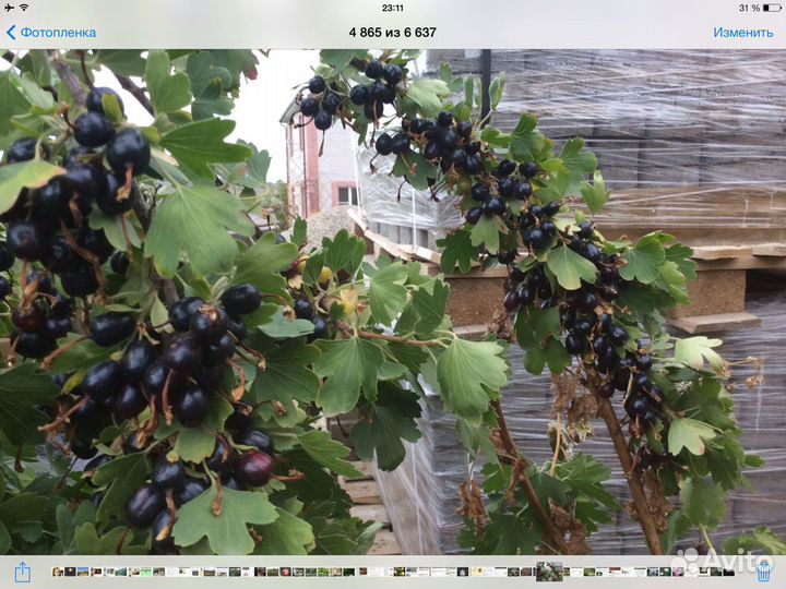 Смородина золотистая,черная,красная,розовая,белая