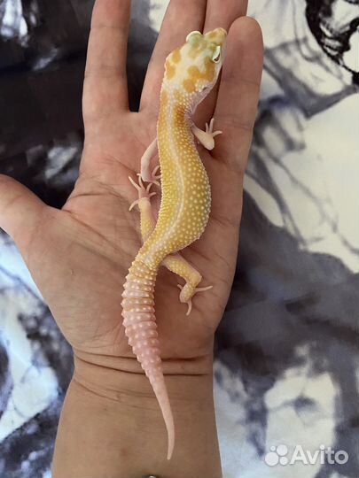 Геккон Эублефар