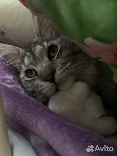 Кот мейн-кун
