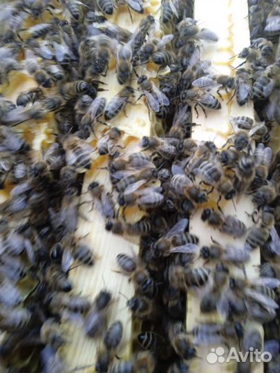 Продаю мёд (гречичный и цветочный)