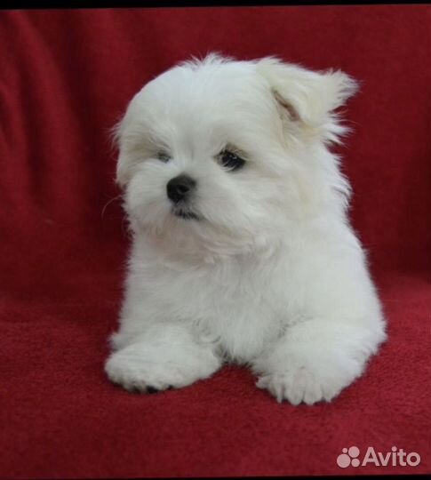 Щенки мальтезе мини
