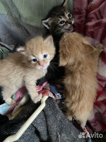 Котята в добрые руки
