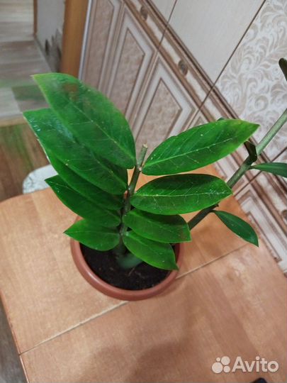 Цветок замиокулькас