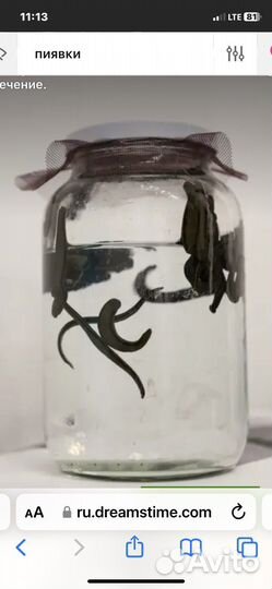 Пиявки медицинские в калининграде