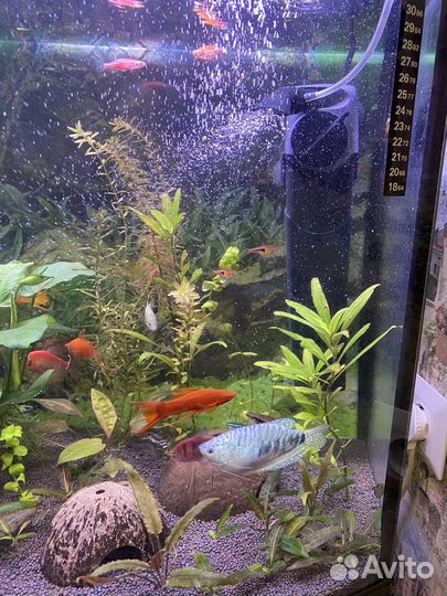 Аквариум 150л. с тумбой + рыбки