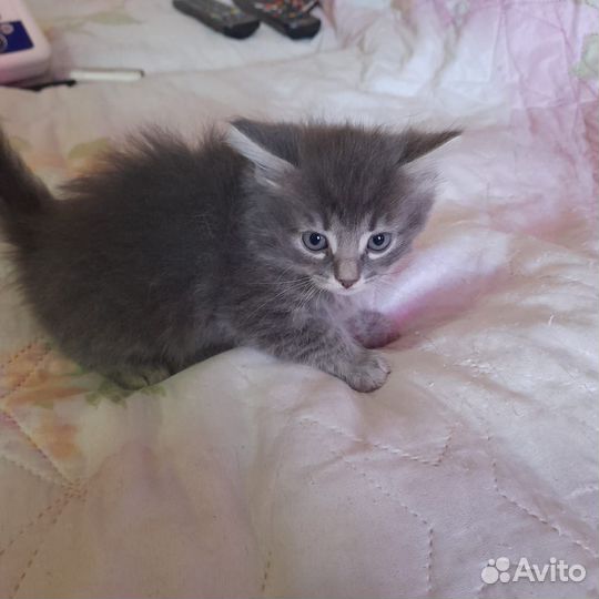 Котята отдам бесплатно