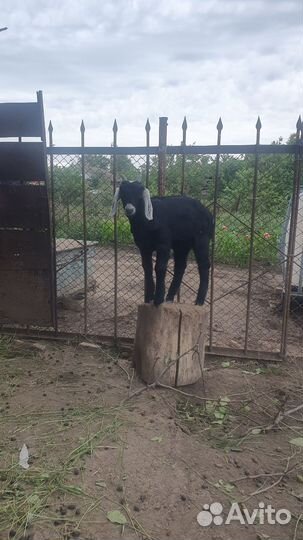 Нубийские козлята
