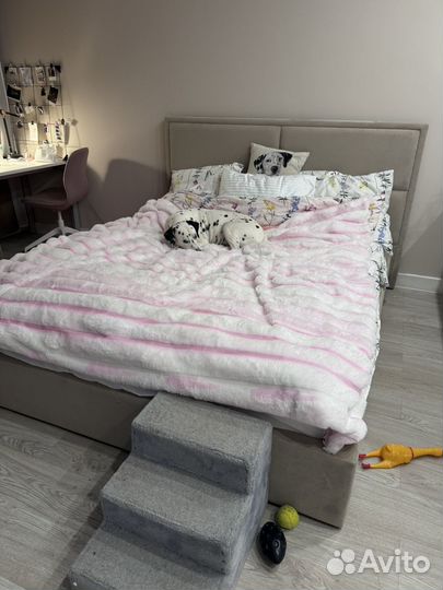 Передежка собак дома (девочки)