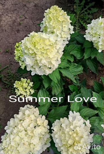 Гортензия метельчатая