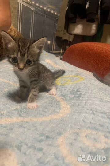 Котик ищет дом