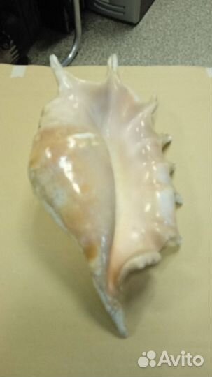 Раковина морская,большая