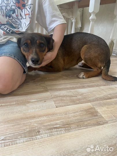 Ищет дом мелкая Собачка Маруся