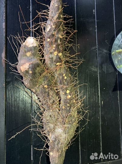 Адамов корень