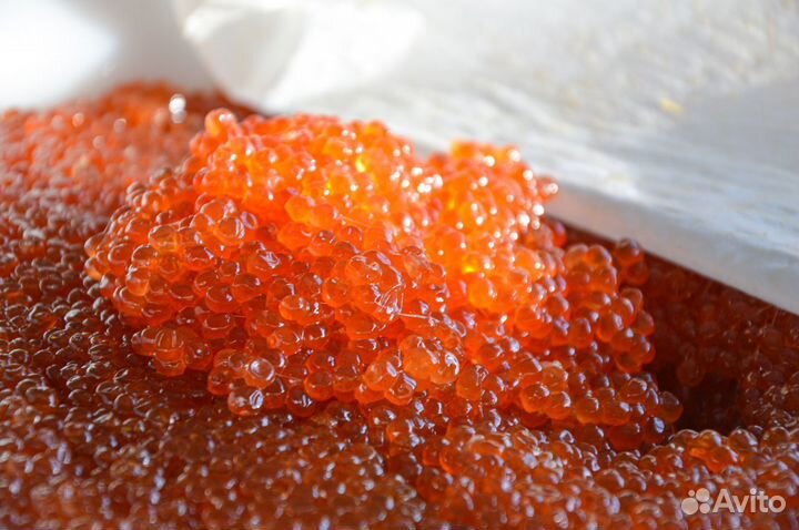 Икра Кеты Горбуши Чавычи Нерки Камчатка 2023г