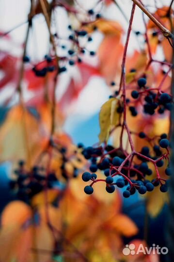 Девичий виноград