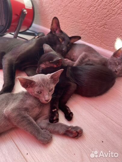 Котята ориенталы / Ориентальные котята