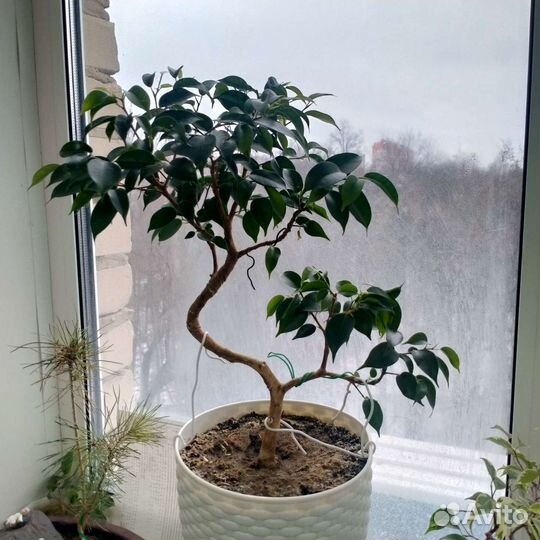 Дерево бонсай (Фикус Бенджамина)