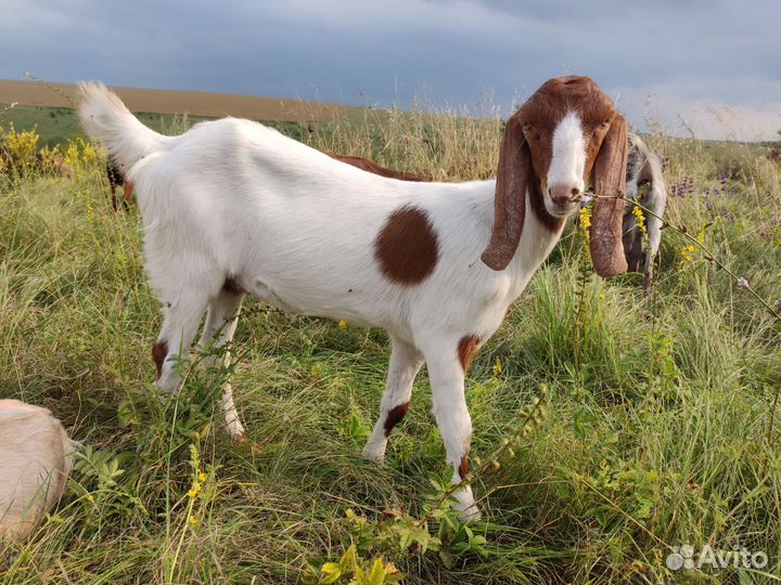 Дойные козочки, некози и козлики на племя