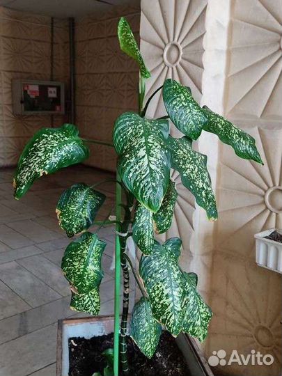 Цветы крупномеры