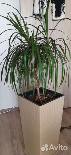 Драцена маргината, лидебурия