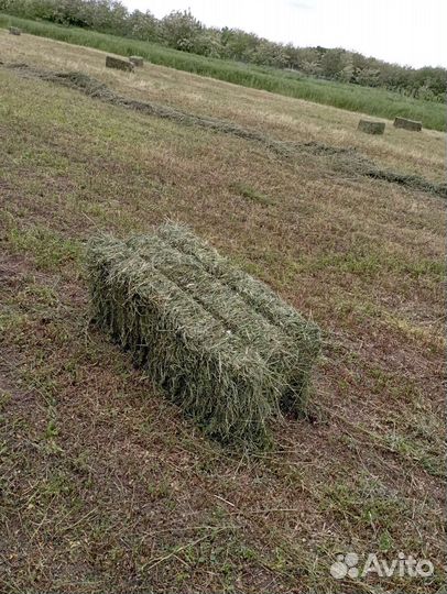 Сено в рулонах