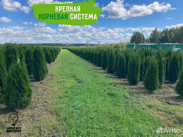 Саженцы хвойной Туи Смарагд 180-200 см