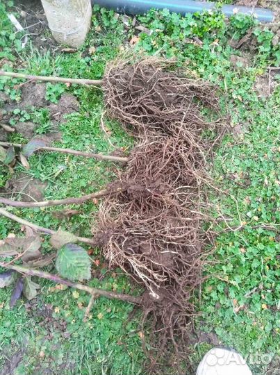 Саженцы ежевики, сорт 