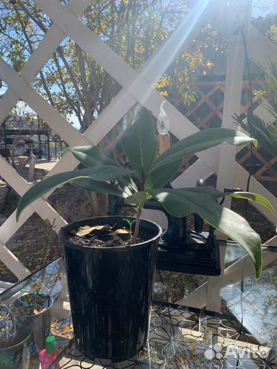 Магнолия грандифлора