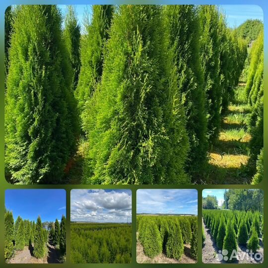 Туя Смарагд из питомника