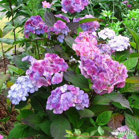 Гортензия