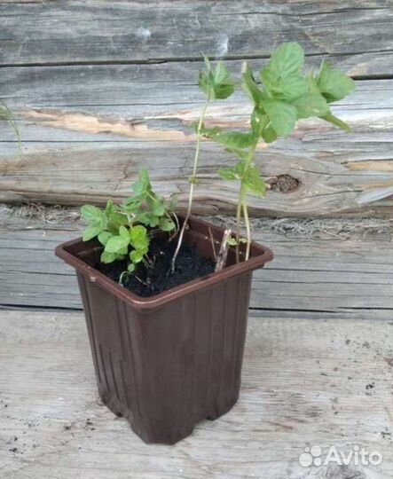 Пряные травы