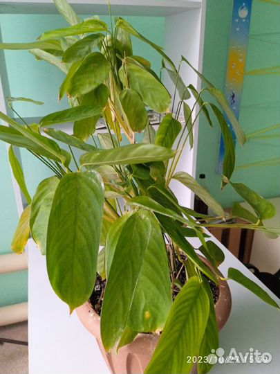 Ктенанта лубберса