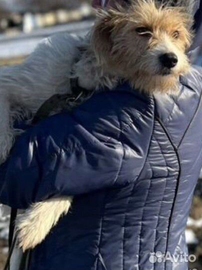 Коротколапик девочка ищет свою семью