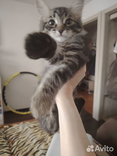 Отдам в добрые руки