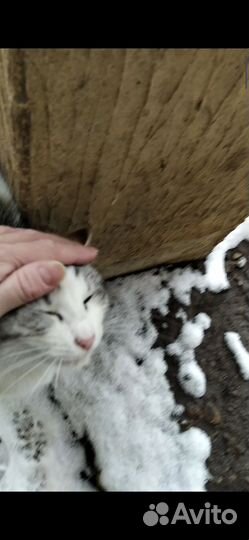 Кошка ищет дом