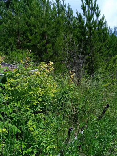 Участок 11,6 сот. (СНТ, ДНП)