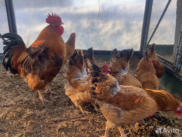 Инкубационное яйцо: кучинская юбилейная